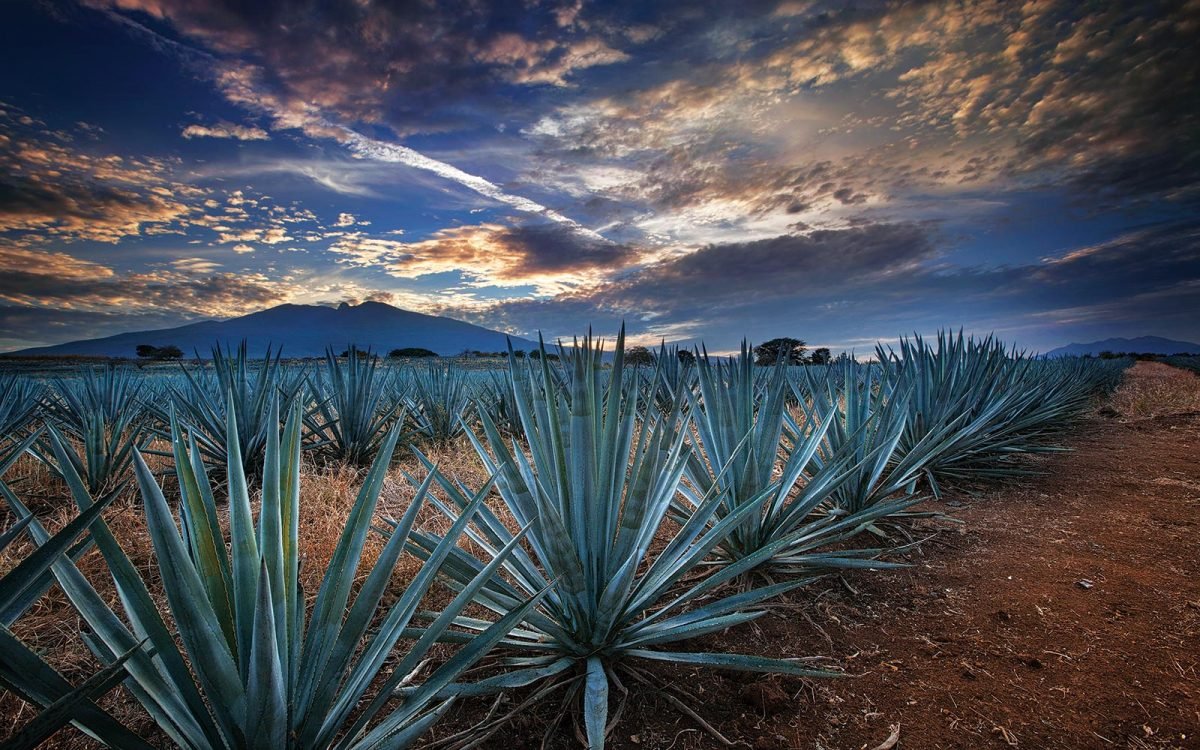 Tequila-BI_MG_1666.jpeg
